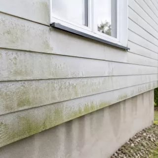 Image générée : Mur extérieur avec fenêtre et mousse